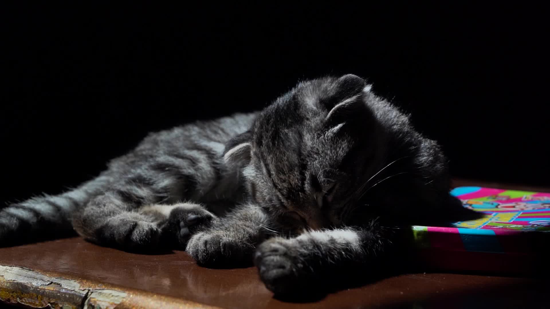 狸花猫慵懒的小猫晒太阳猫吃猫粮视频的预览图