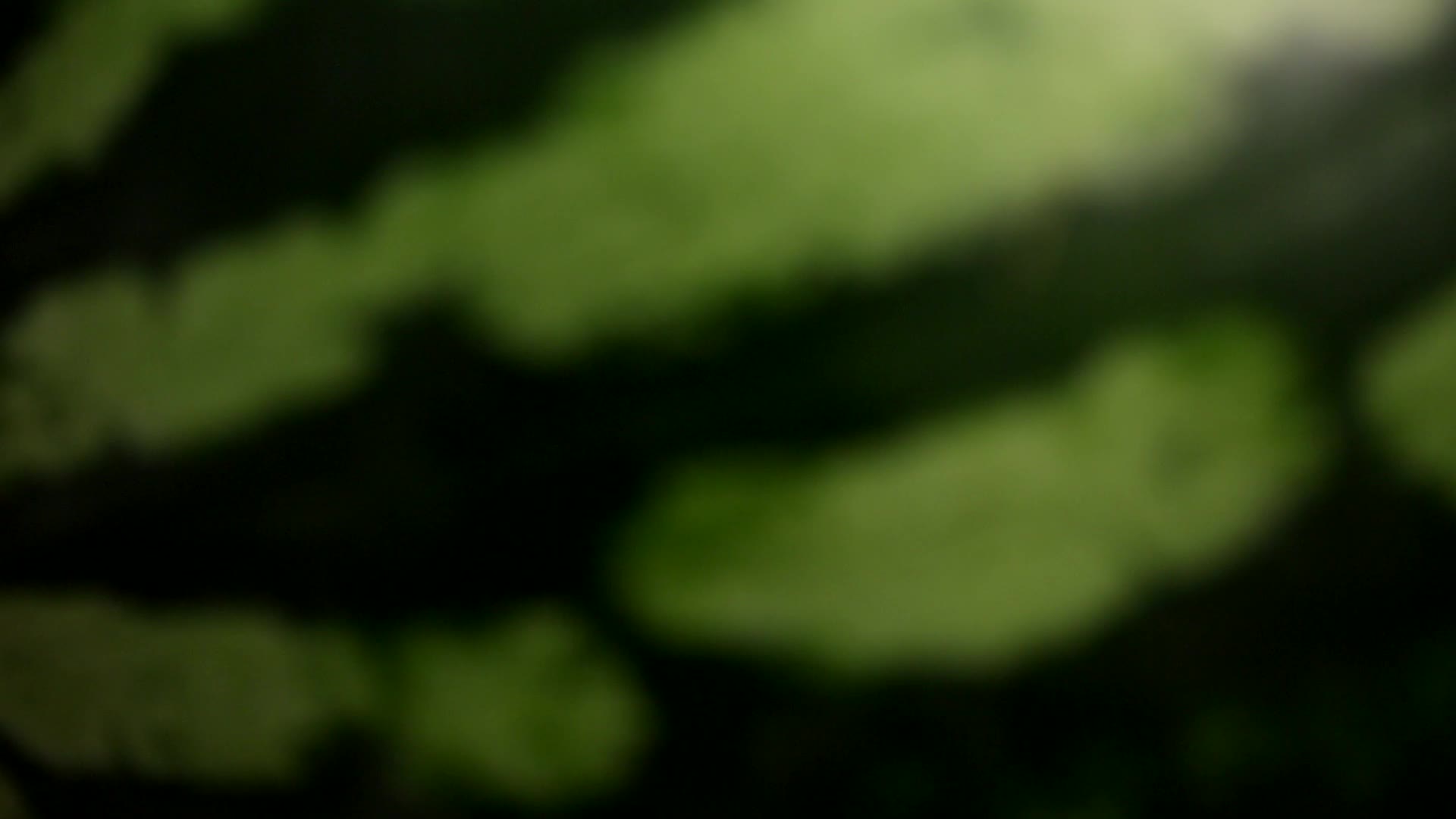 挑选西瓜的窍门方法麒麟西视频的预览图