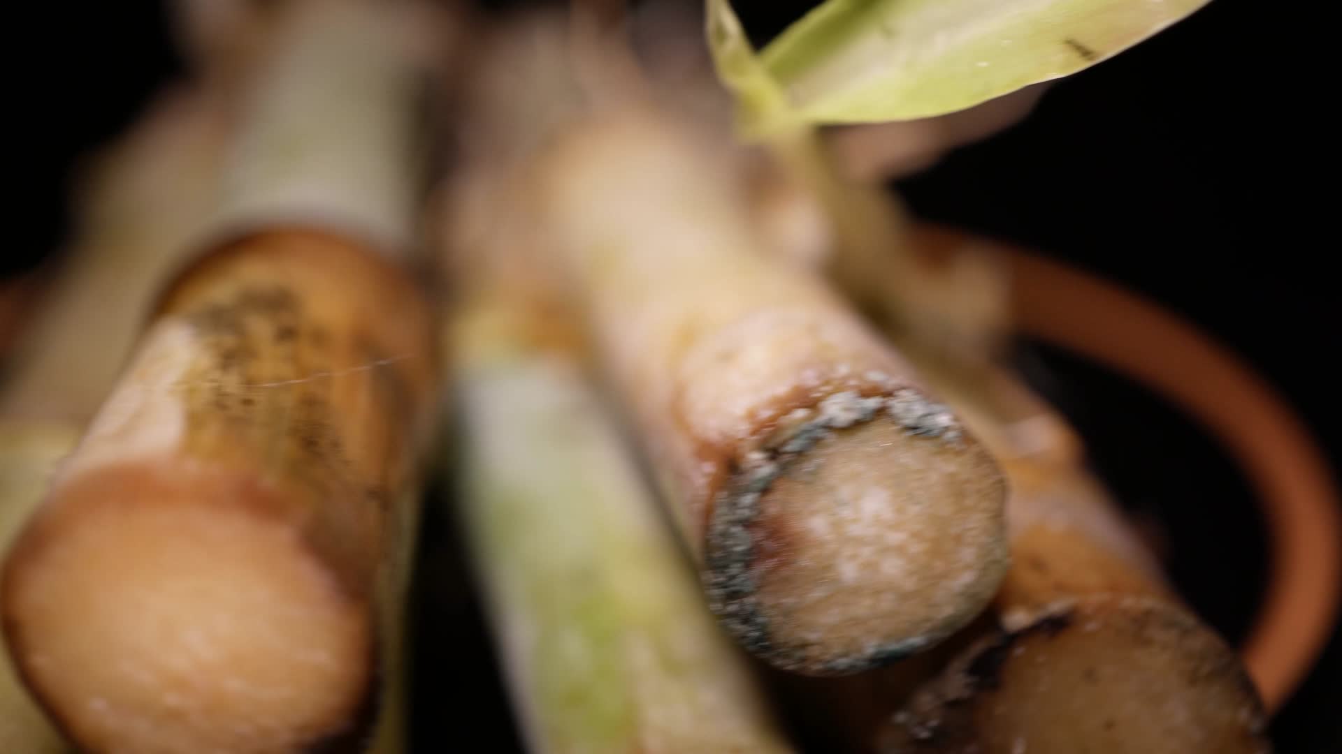 甜杆新鲜甜竹食材宠物食品视频的预览图