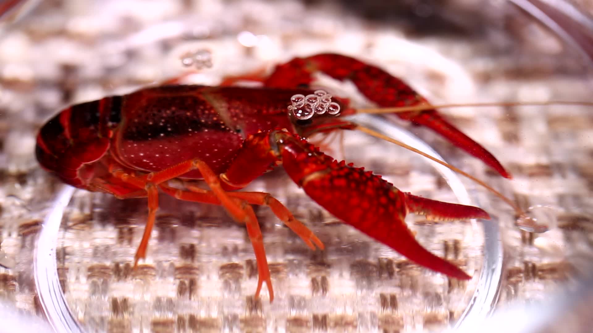 小龙虾身上的污渍刷洗小龙虾视频的预览图