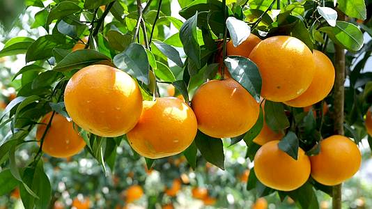 果园成熟金灿灿的橘子视频的预览图