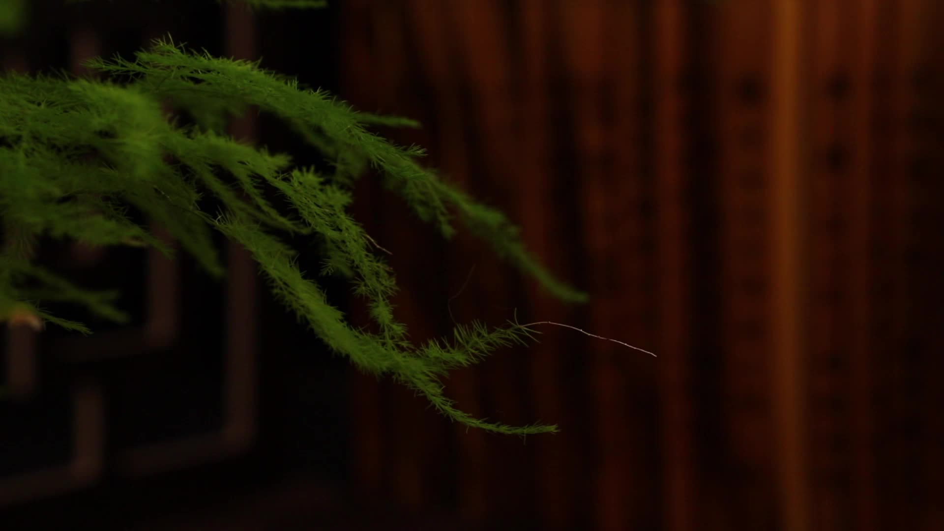 植物时间流逝视频的预览图
