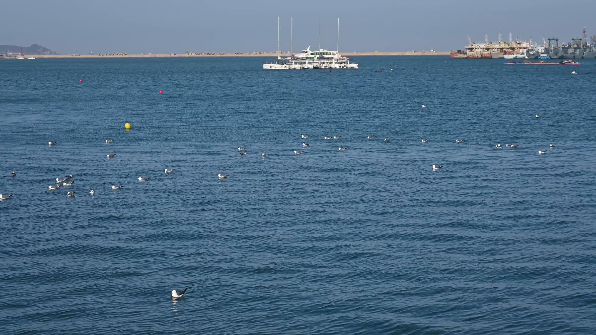大海野生动物海鸥栖息生态保护视频的预览图