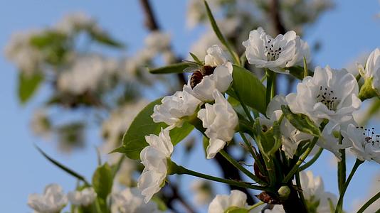 梨花开与蜜蜂视频的预览图