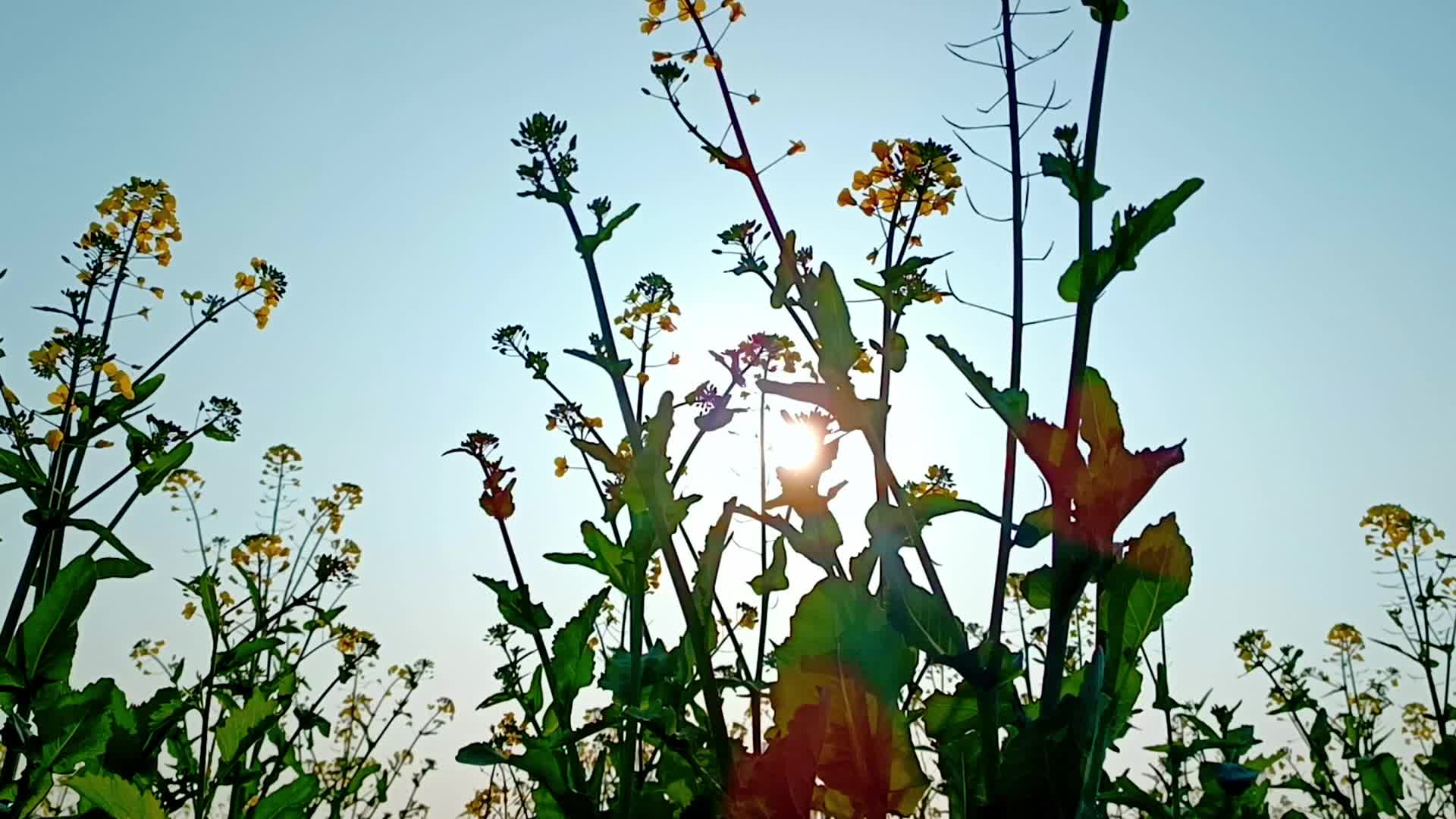 春游油菜花农业视频的预览图