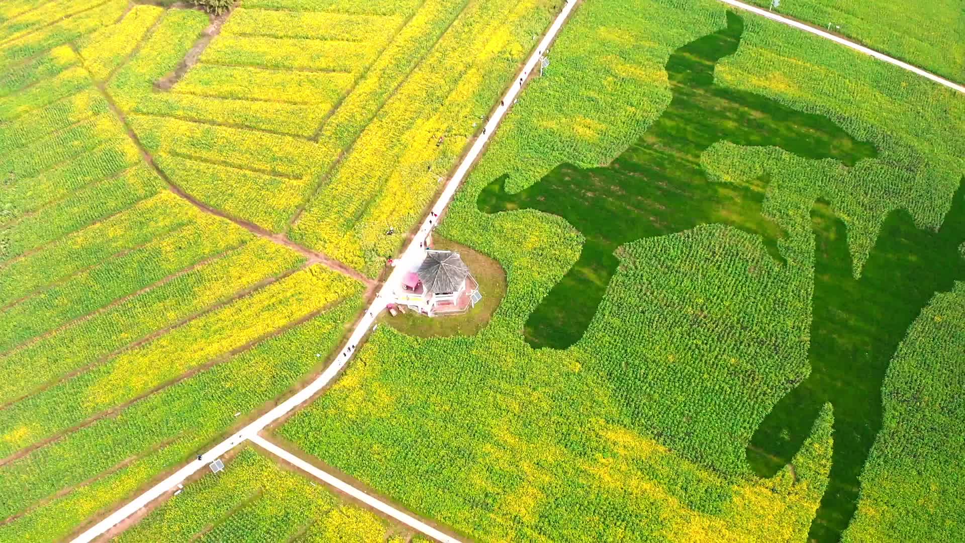 春游油菜花农业视频的预览图