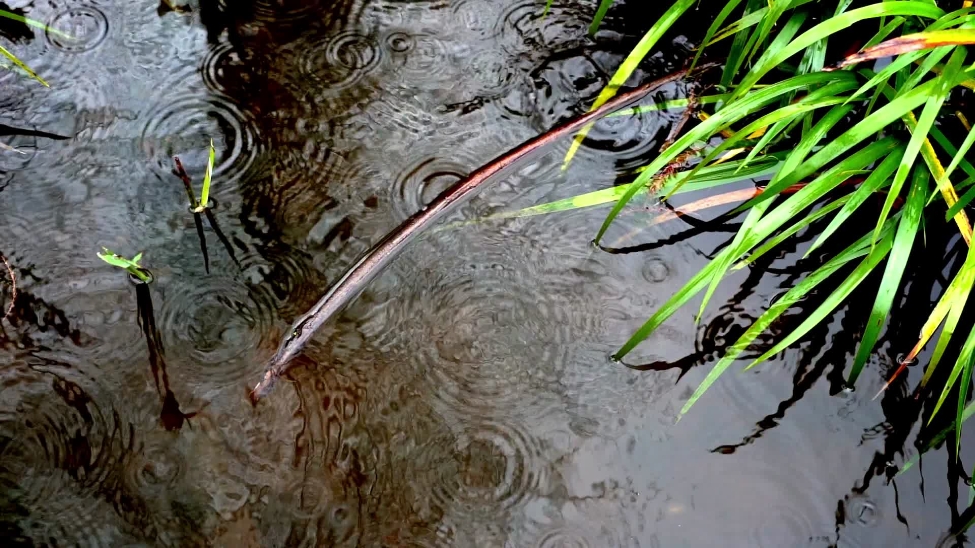 下雨水滴春分惊蛰雨水雨天氛围100FPS视频的预览图