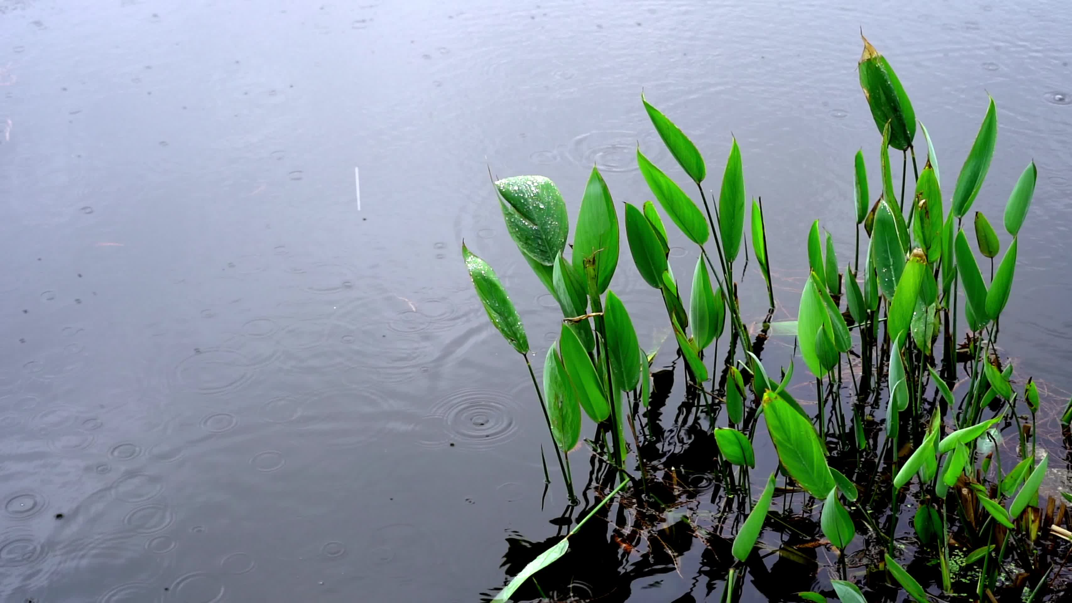 下雨水滴春分惊蛰雨水雨天氛围100FPS视频的预览图