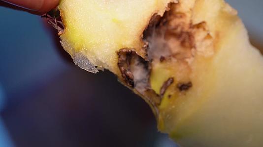 长虫的苹果黑心苹果蛀虫苹果视频的预览图