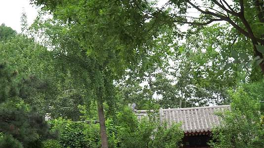 中国古建筑园林石雕明清古松树视频的预览图