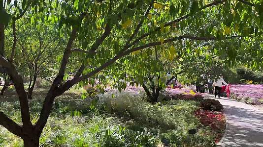 植物园坐观光游览车第一视角树木植物红叶视频的预览图