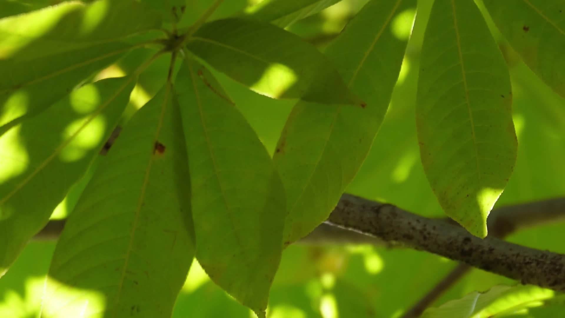 植物叶子绿叶枝叶空镜风景大自然树叶阳光活力绿色视频的预览图