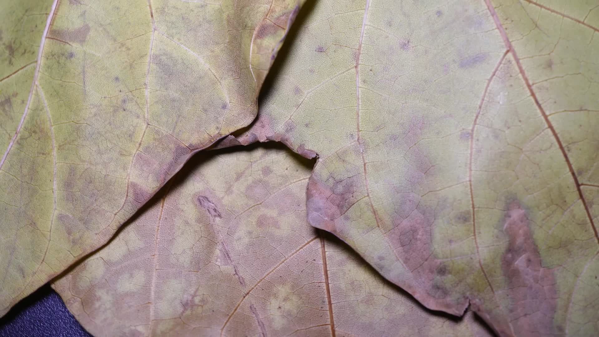 植物标本微距叶脉叶绿素叶片脉络视频的预览图