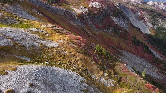 秋季森林红叶黄叶唯美航拍视频的预览图