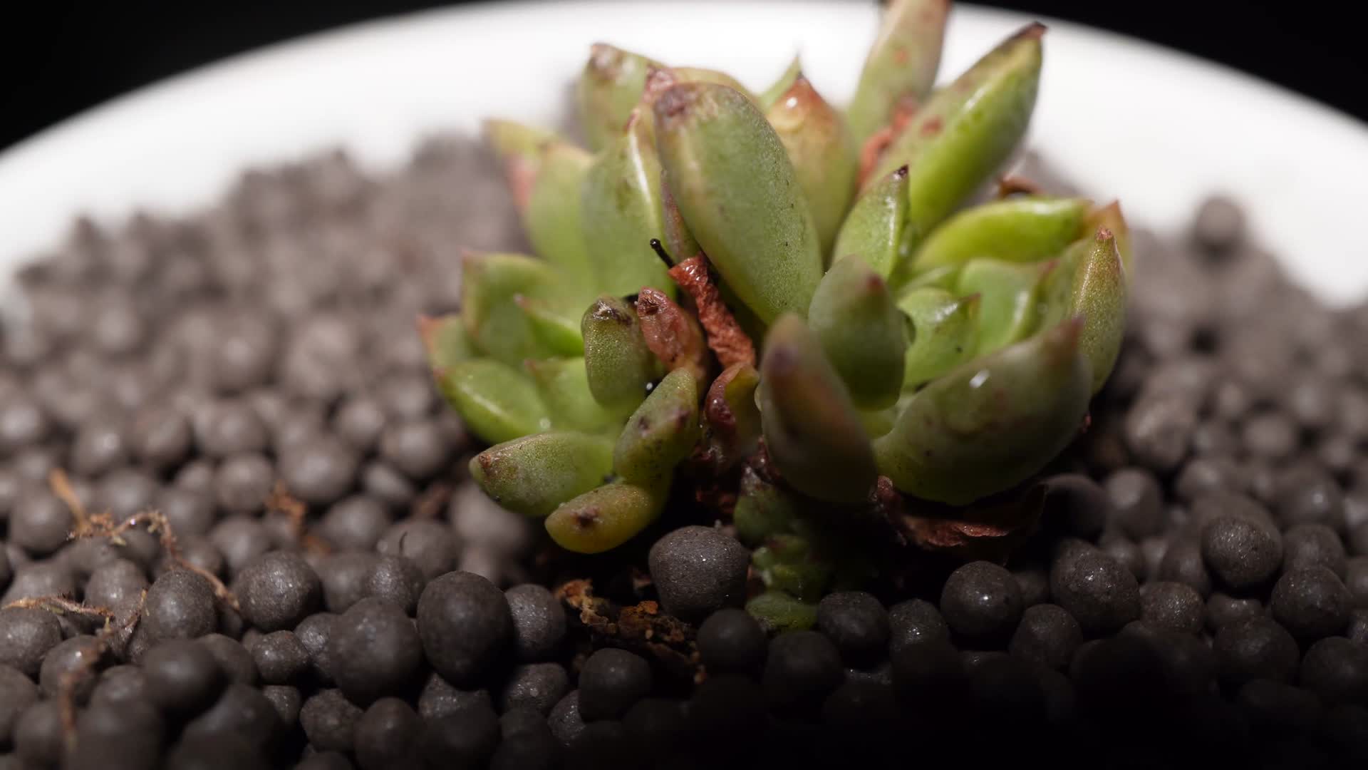 奥利维亚多肉植物盆栽绿植视频的预览图