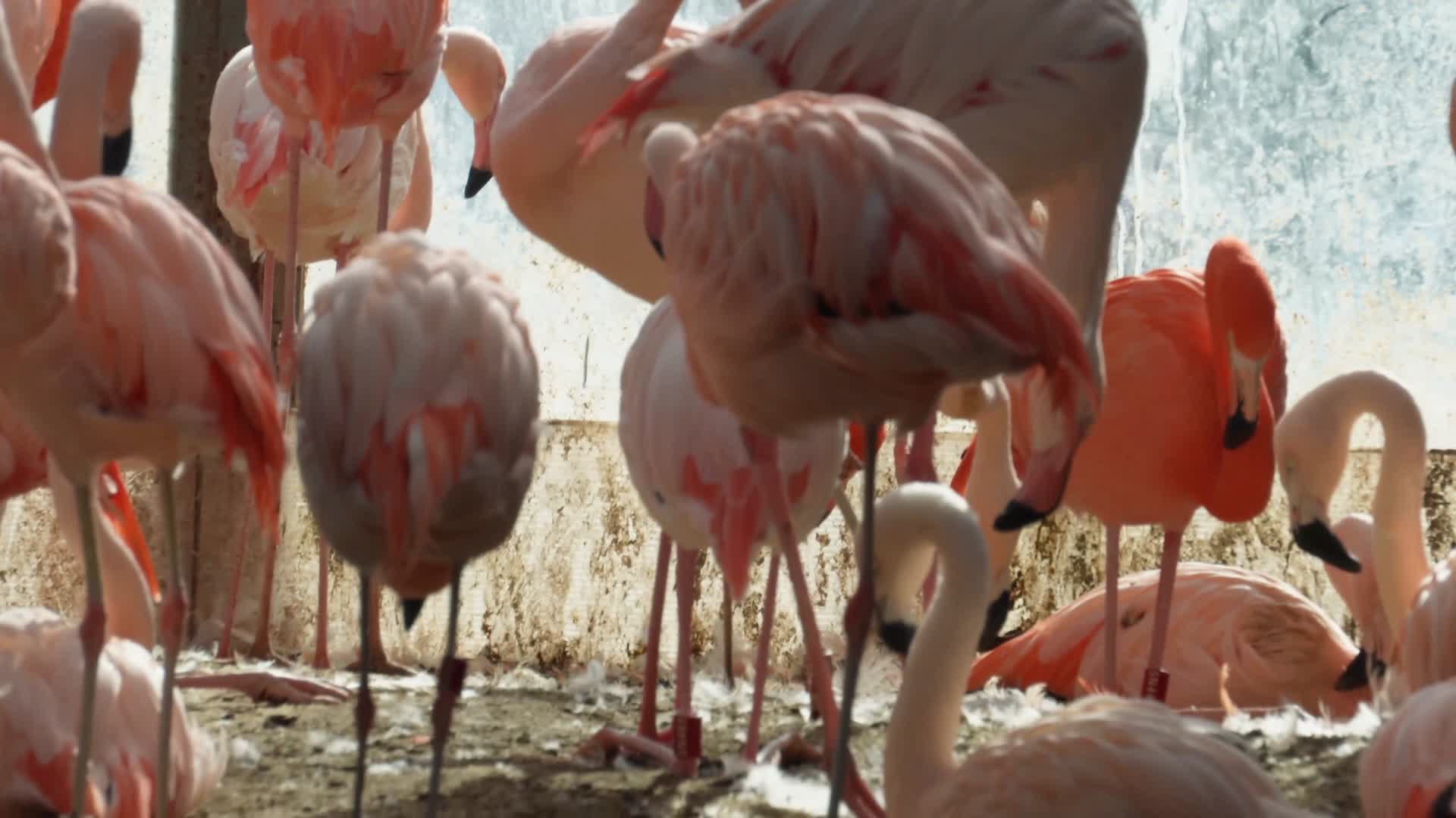 镜头合集火烈鸟保护动物热带鸟类视频的预览图