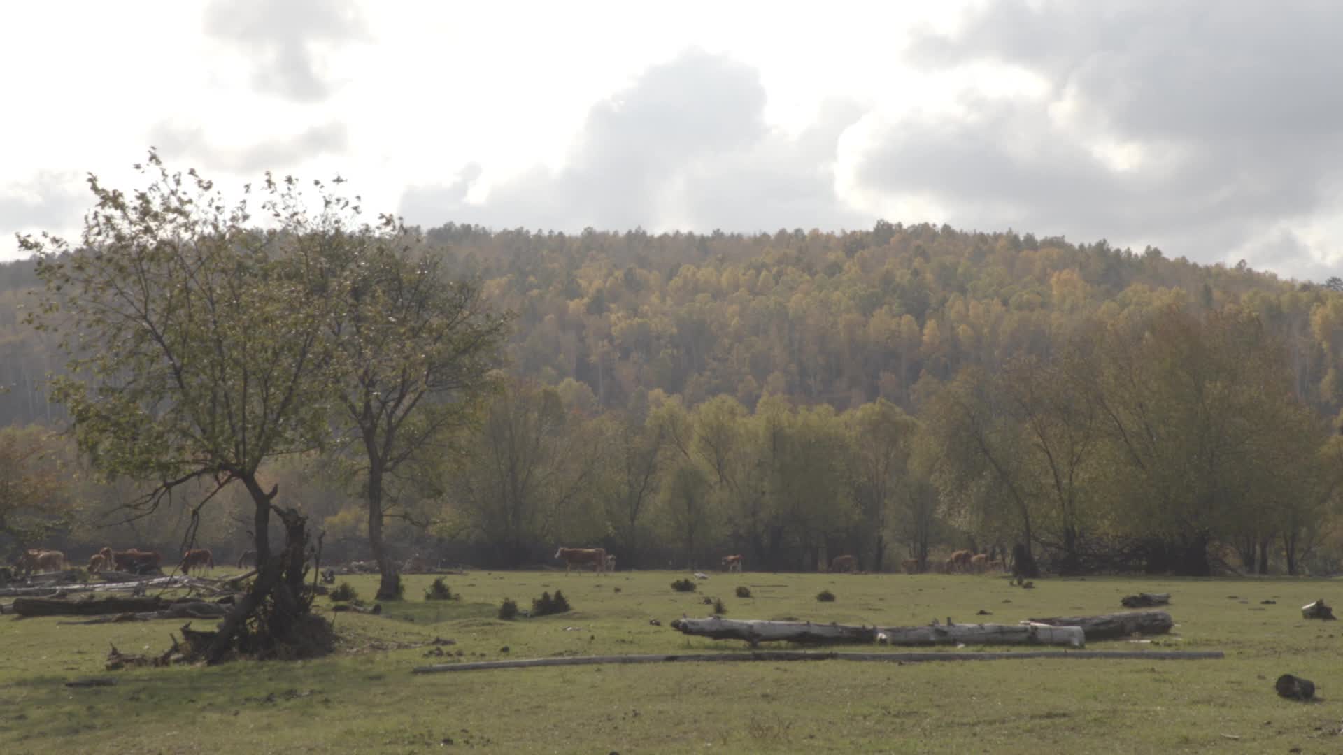 大兴安岭秋季牛散步实拍视频的预览图