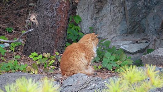 草丛公园里的流浪猫野猫流浪动物视频的预览图
