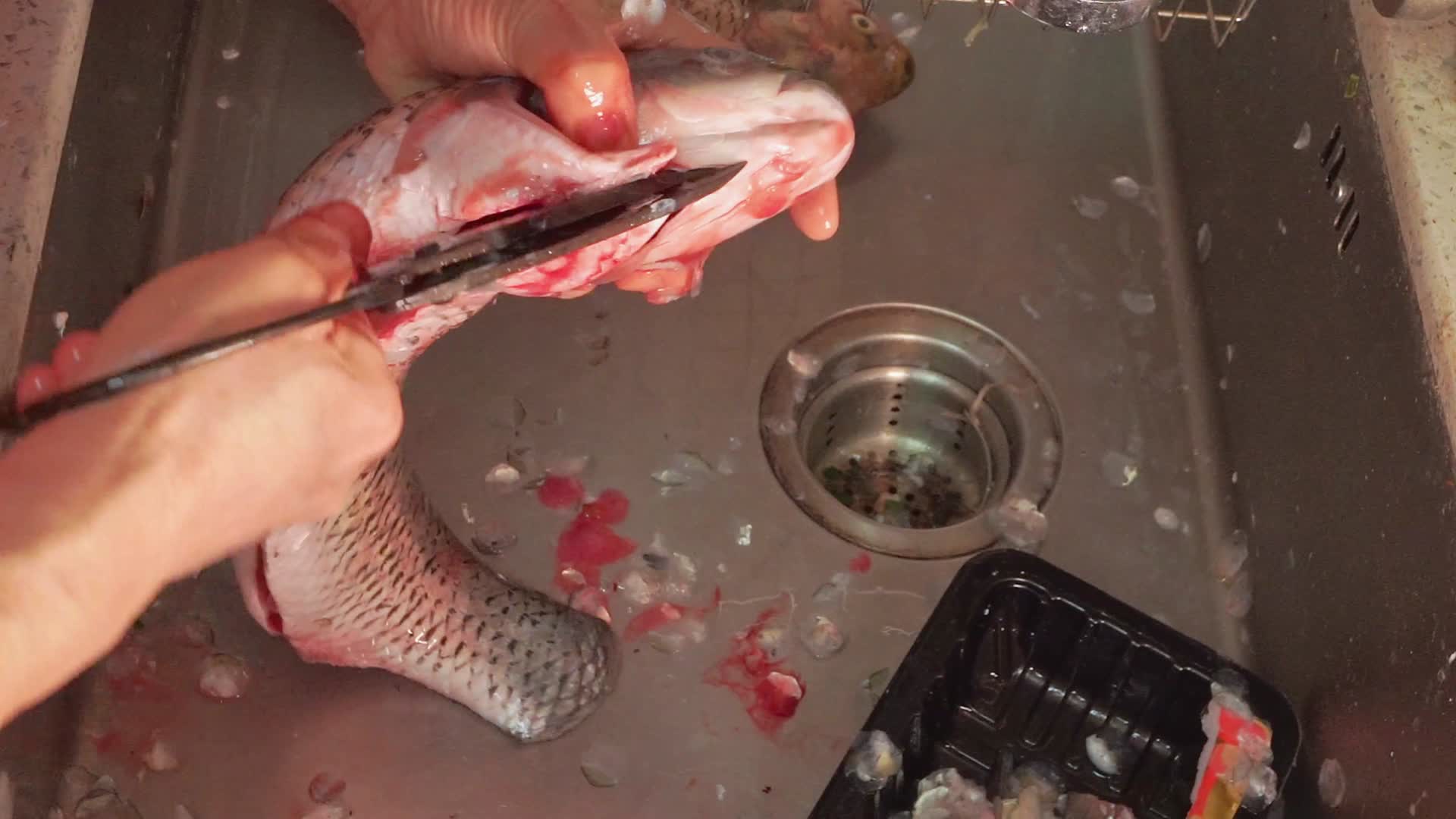 草鱼开膛去内脏杀鱼处理鱼肉视频的预览图