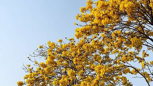 唯美植物黄花风铃木视频的预览图