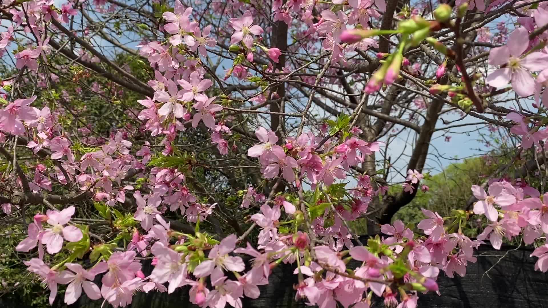实拍春天赏花季节大山樱花视频的预览图