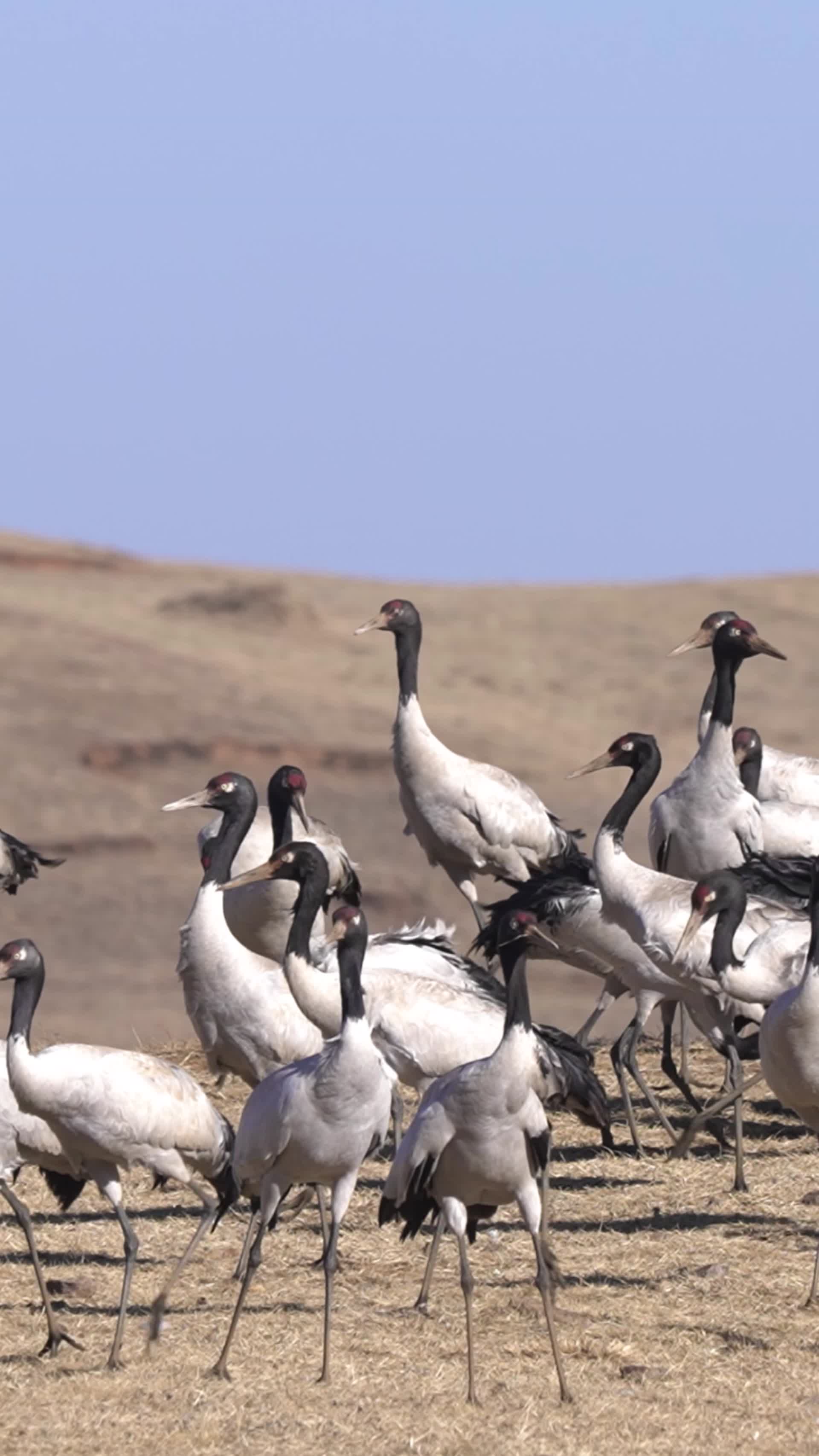 高清竖屏实拍大山包黑颈鹤视频的预览图