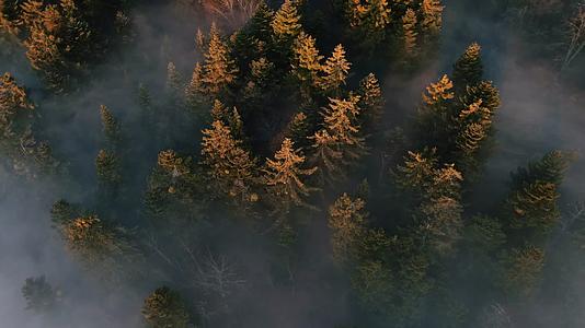 秋季傍晚森林浓雾云雾缭绕航拍视频的预览图