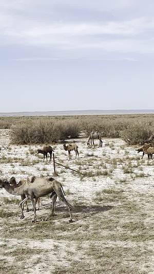 敦煌瓜州野骆驼自然保护区视频的预览图