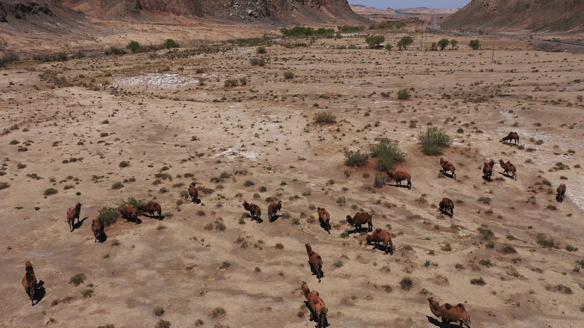 西北野骆驼群自然保护区视频的预览图