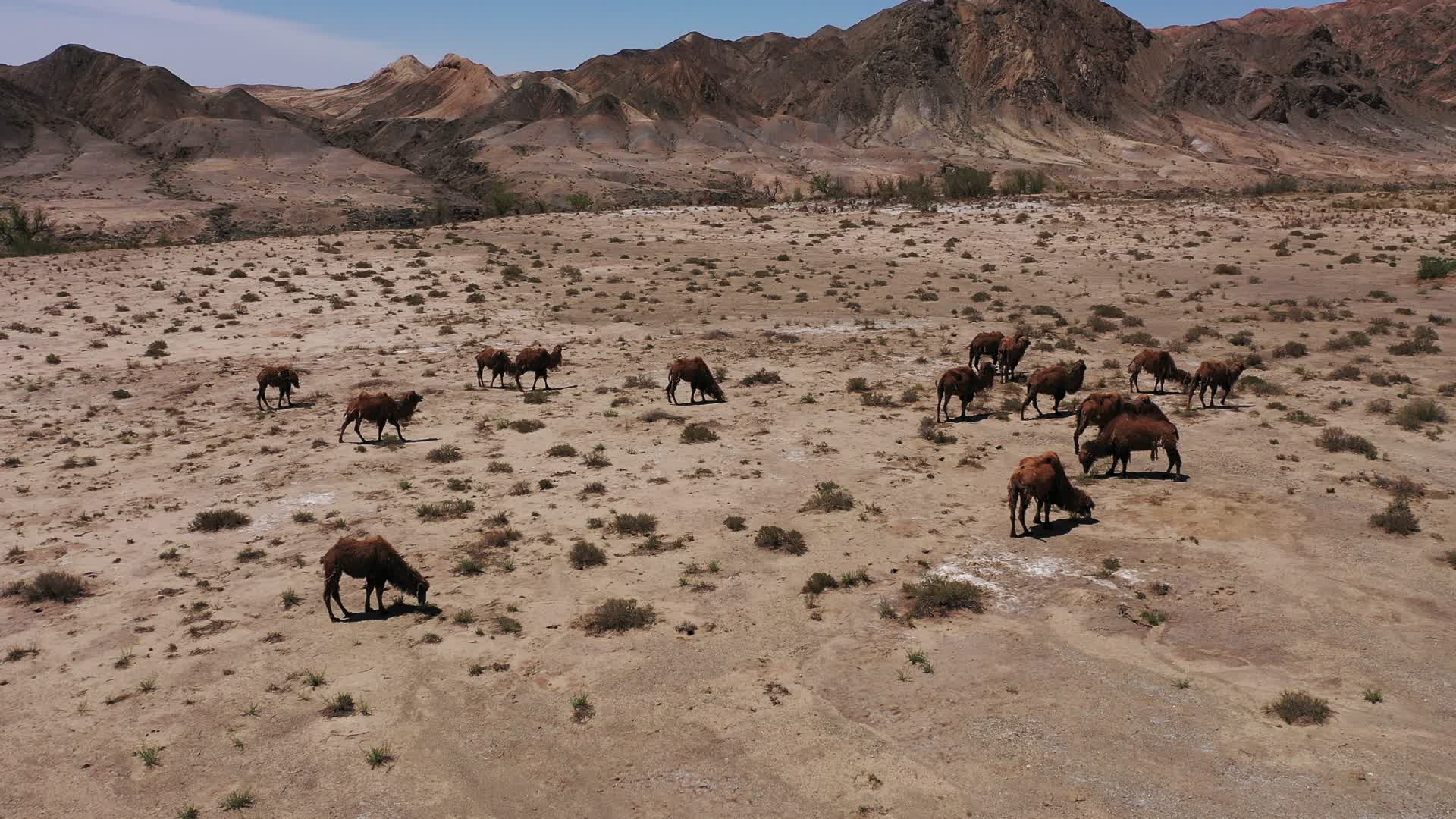 西北野骆驼群国家自然保护区航拍视频的预览图