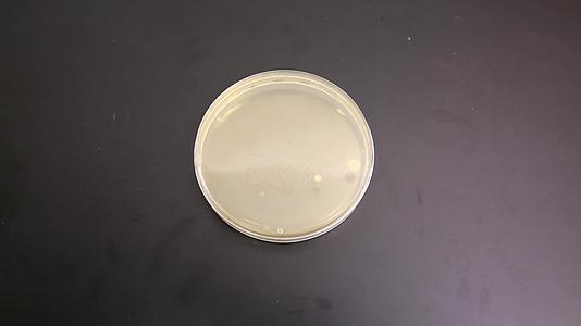 实验室检验采集细菌样本菌落培养皿视频的预览图