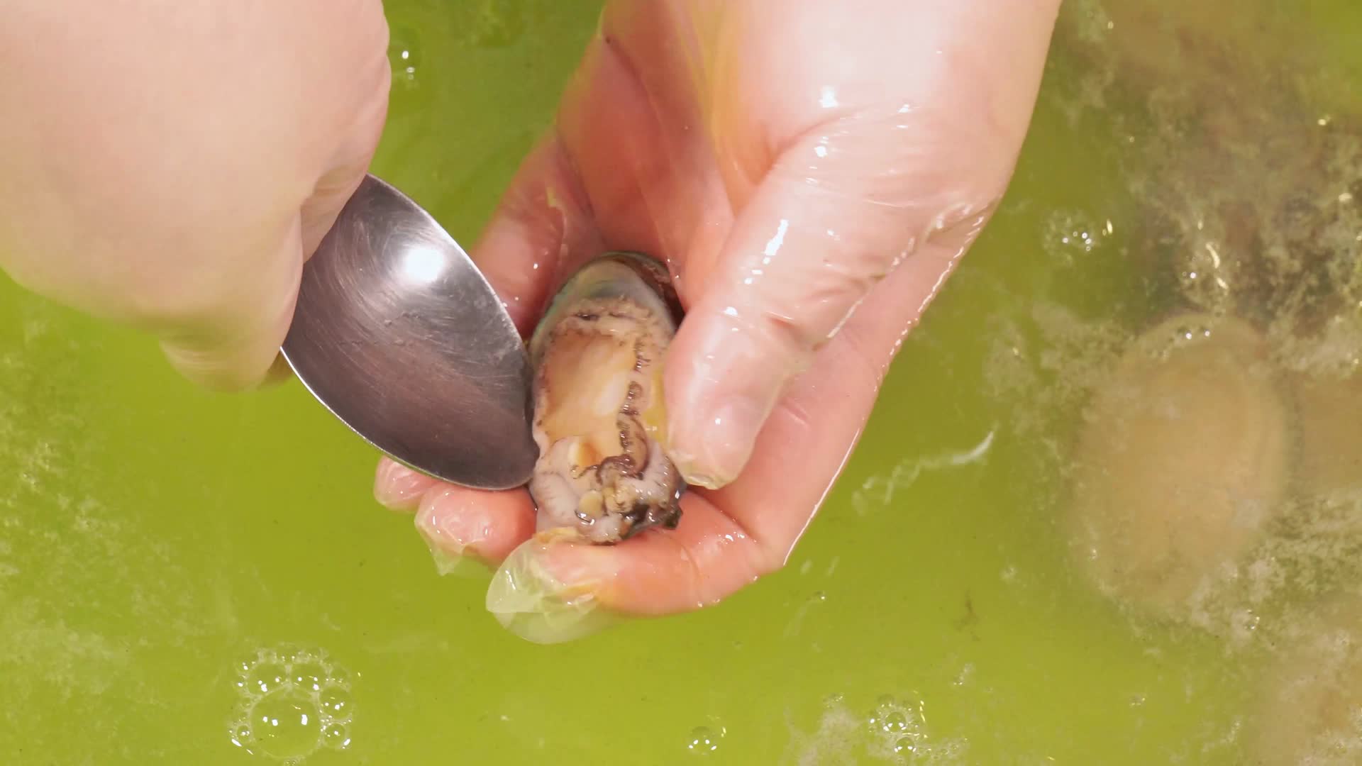 刷洗鲍鱼去内脏清洗鲍鱼小海鲜视频的预览图