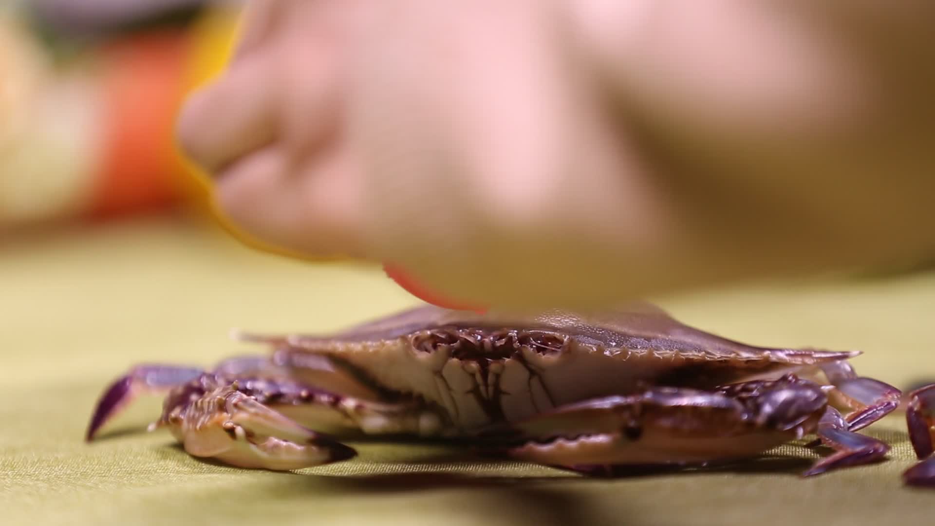 挑选梭子蟹手电筒看蟹黄满黄飞蟹视频的预览图