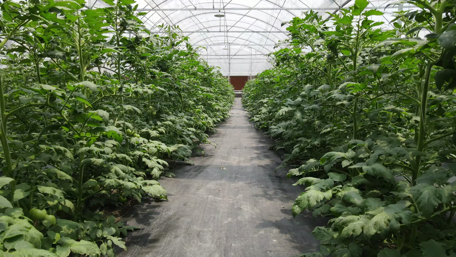 航拍现代农业大棚有机蔬菜种植基地视频的预览图