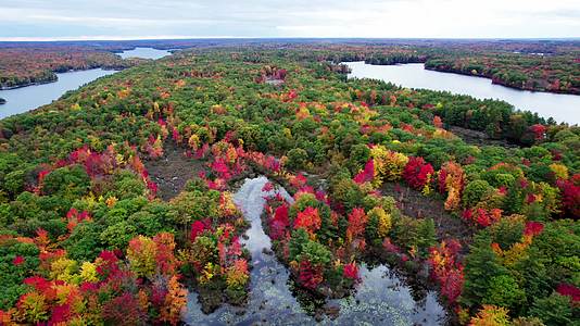 秋季森林湖泊红叶黄叶唯美航拍视频的预览图