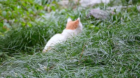 草丛公园里的流浪猫野猫流浪动物视频的预览图