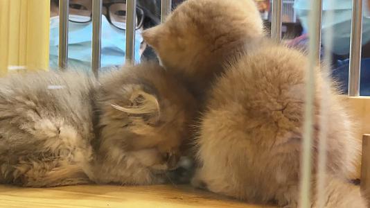 宠物店猫咖撸猫卖猫品种猫豹猫金渐层美短猫咪视频的预览图