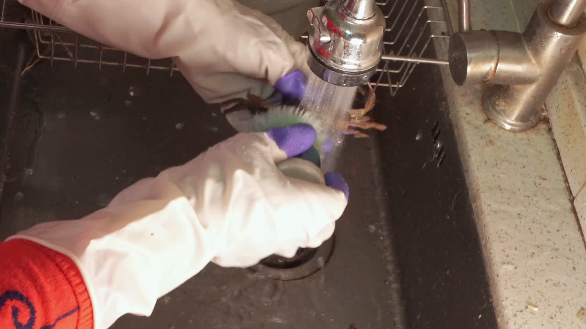 戴手套刷洗大闸蟹清洗螃蟹视频的预览图