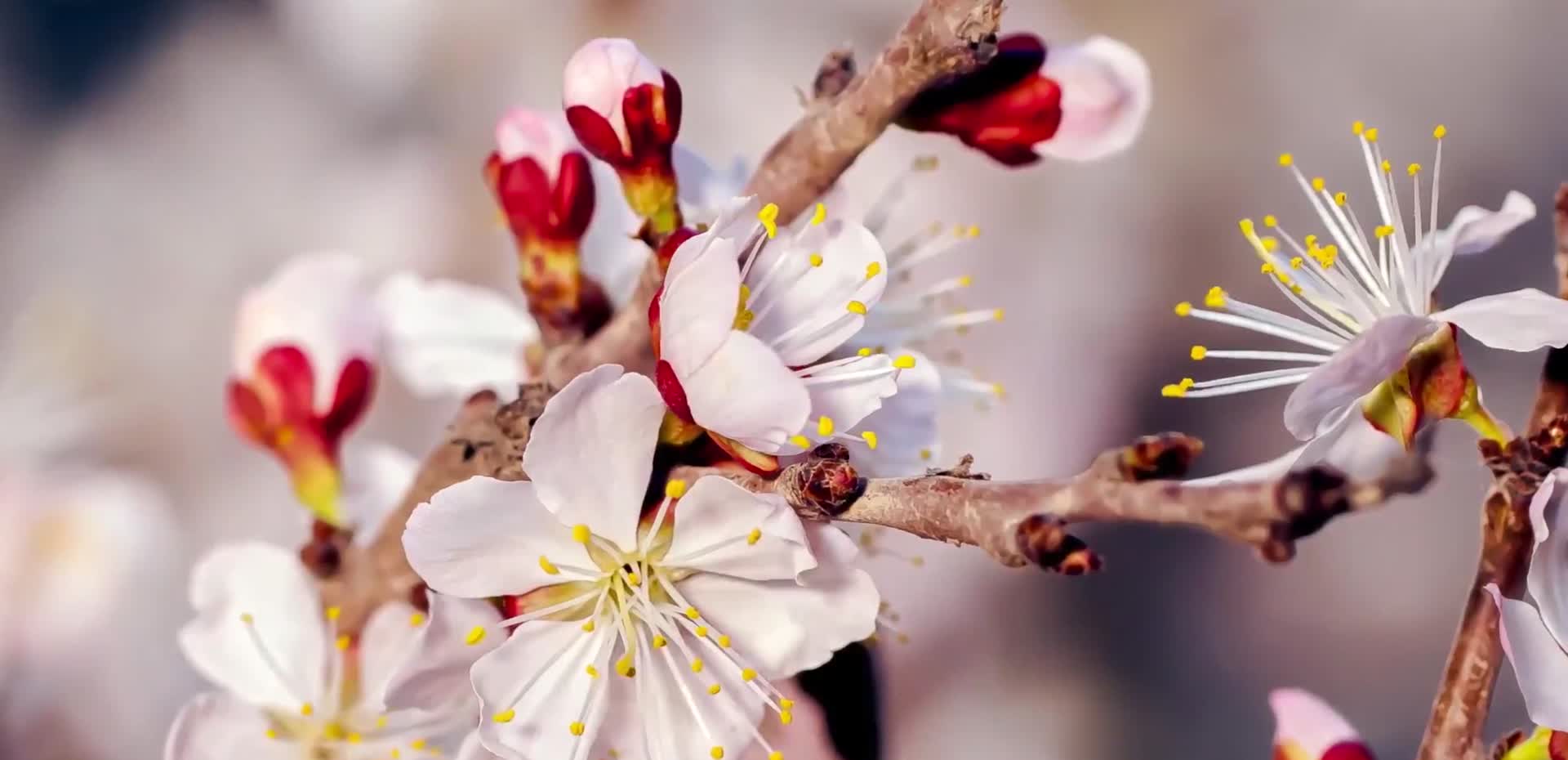 大气春暖花开延时拍摄背景视频视频的预览图
