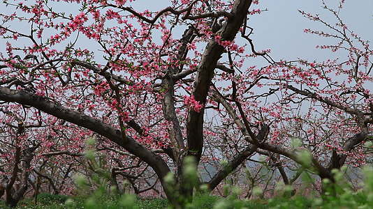 桃花树与青草摇移镜头视频的预览图