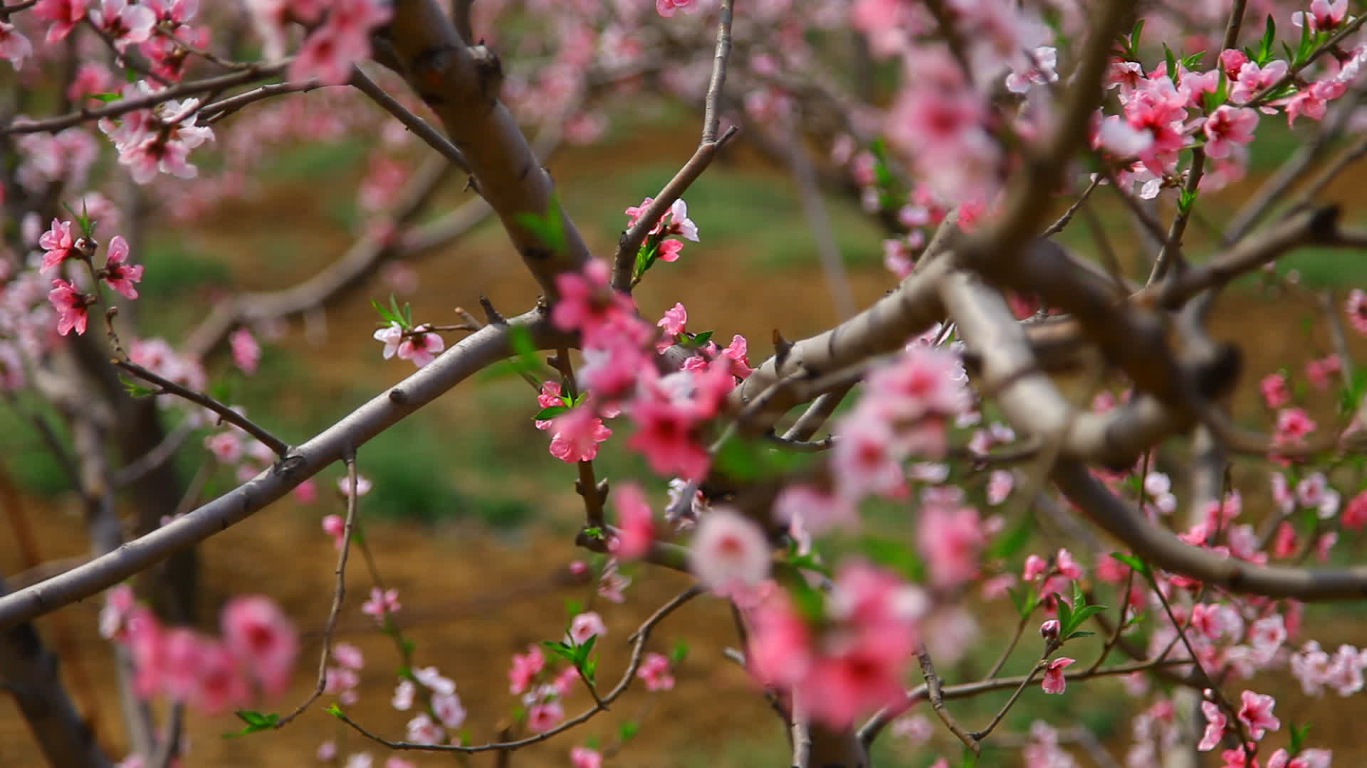 鲜花与树枝的变焦镜头视频的预览图