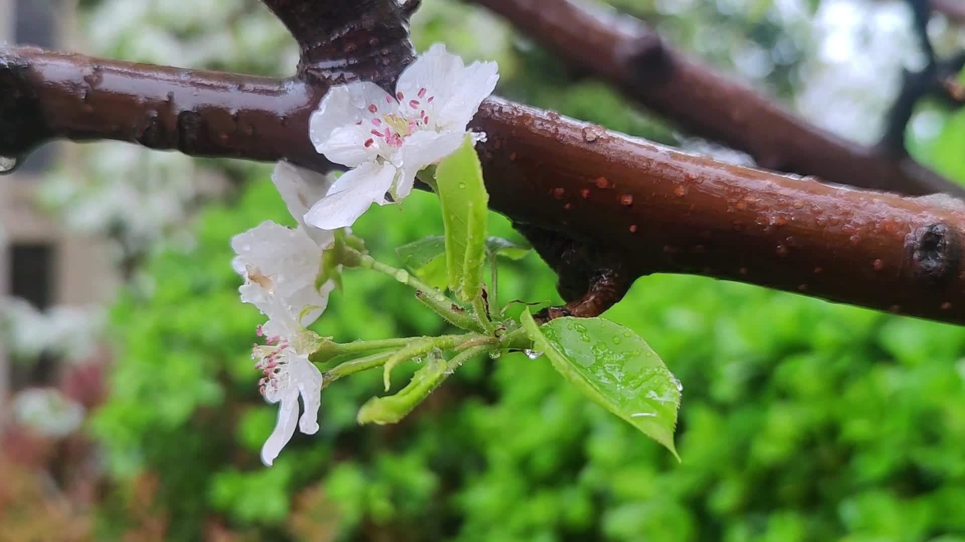 花卉梨花视频的预览图
