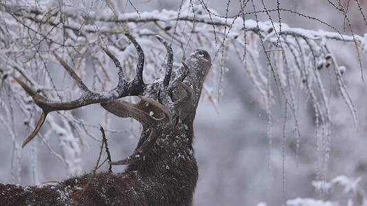 冬季森林野生驯鹿麋鹿觅食视频的预览图