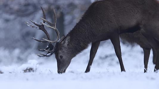 冬季野生公鹿驯鹿森林雪地打斗争斗视频的预览图