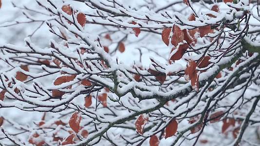冬季森林积雪落叶红叶雪景视频的预览图