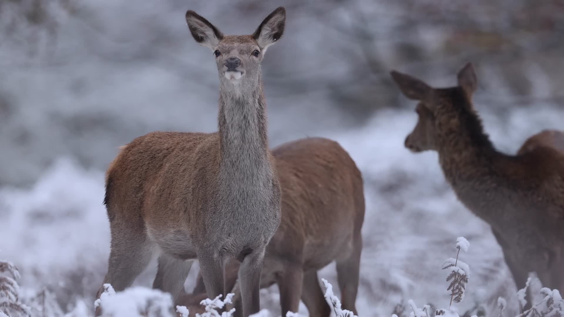 冬季森林大雪野生鹿群觅食视频的预览图