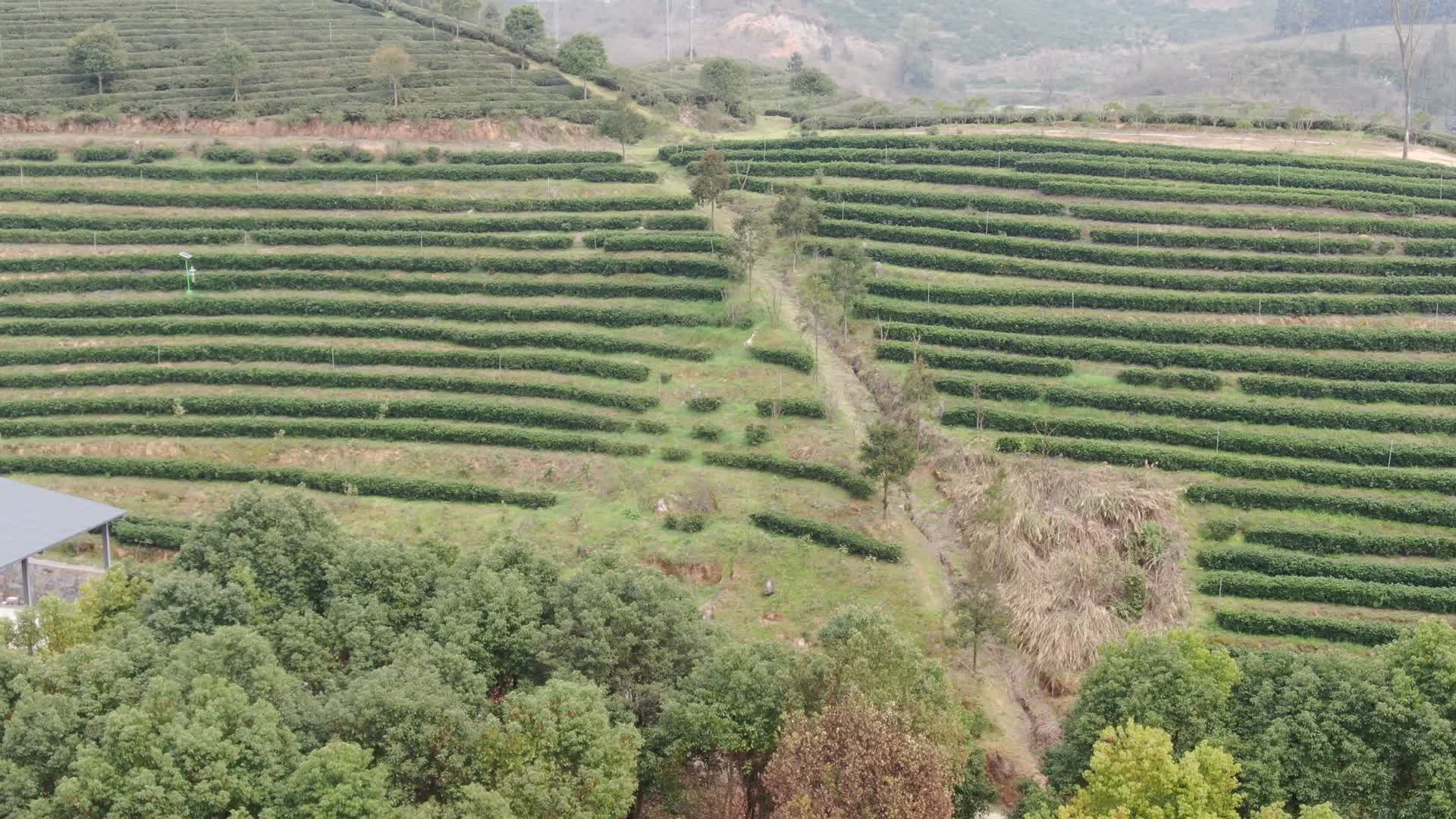 绿色茶园茶叶种植基地航拍视频的预览图