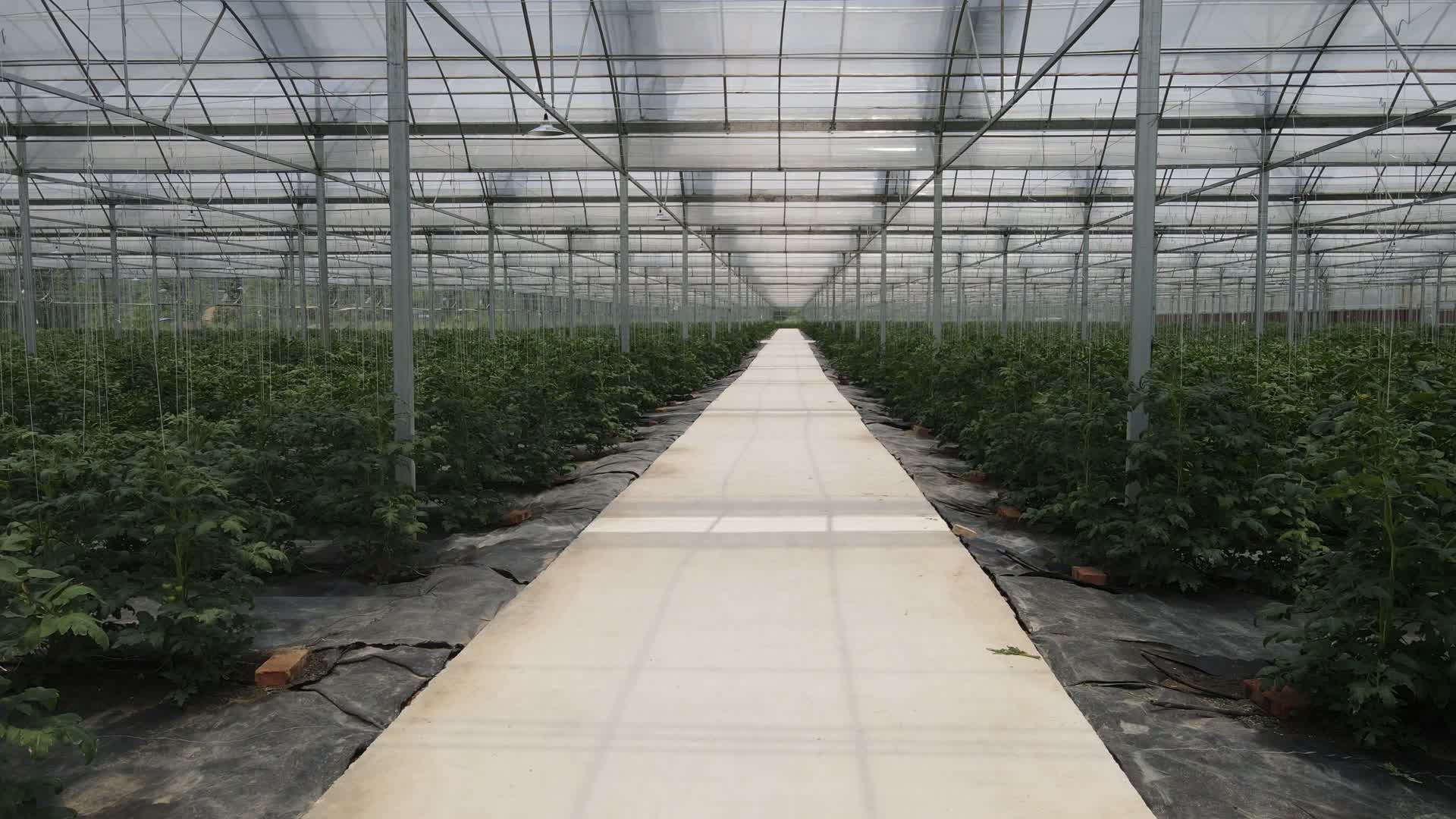 农业种植温室大棚蔬菜航拍视频的预览图