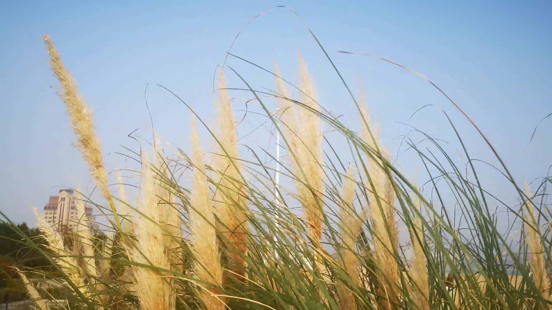植物枯萎野草芦苇实拍视频的预览图