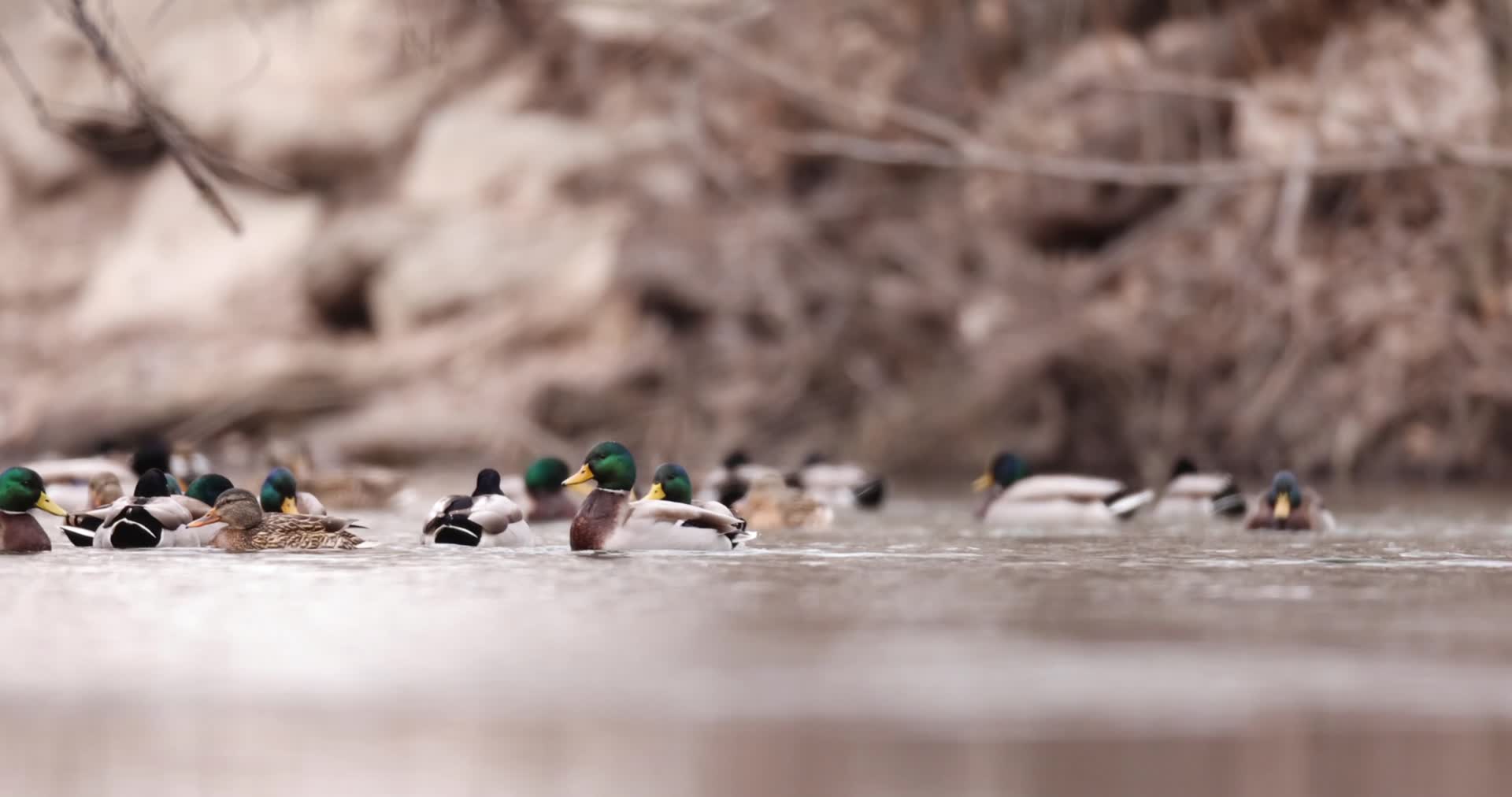 成群野鸭鸳鸯河水中戏水觅食慢镜头视频的预览图